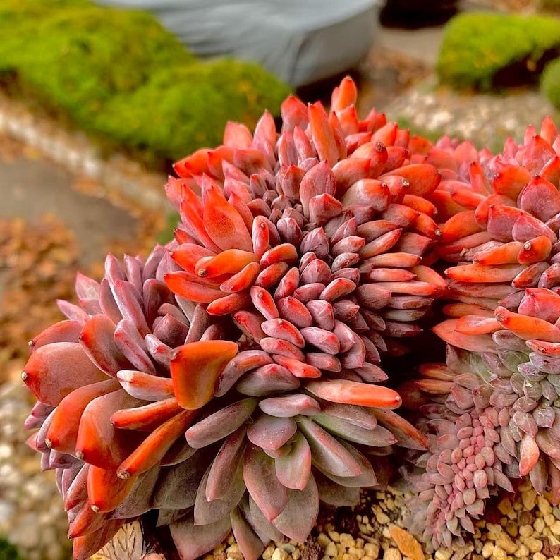 Boutique Rare Succulents/Echeveria Orange Monroe Crested /What You See is What You Get /Bare Root Without Soil Pot/Plants Gifts