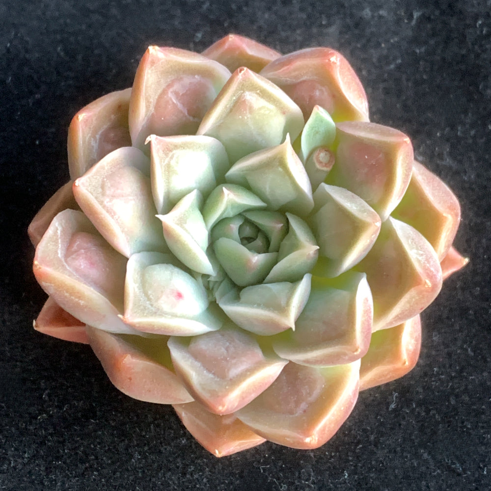 Rare Succulent Highly Sought-after - Echeveria 'Doctor Strange' - Rewarding Plant Add a Striking "Alien" Look