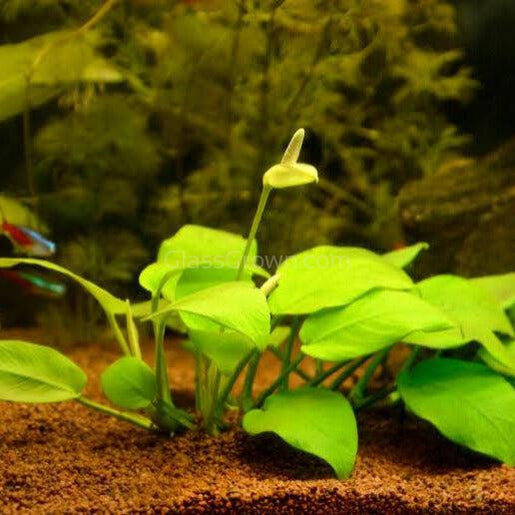 Assorted Anubias Plant Pack (3 or 5 Bare Root Plants)