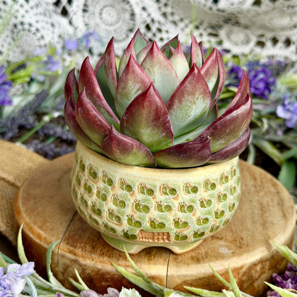 WS-0049 Artisan Handcrafted Pottery Planter Pot - Pot rim diameter: 3"