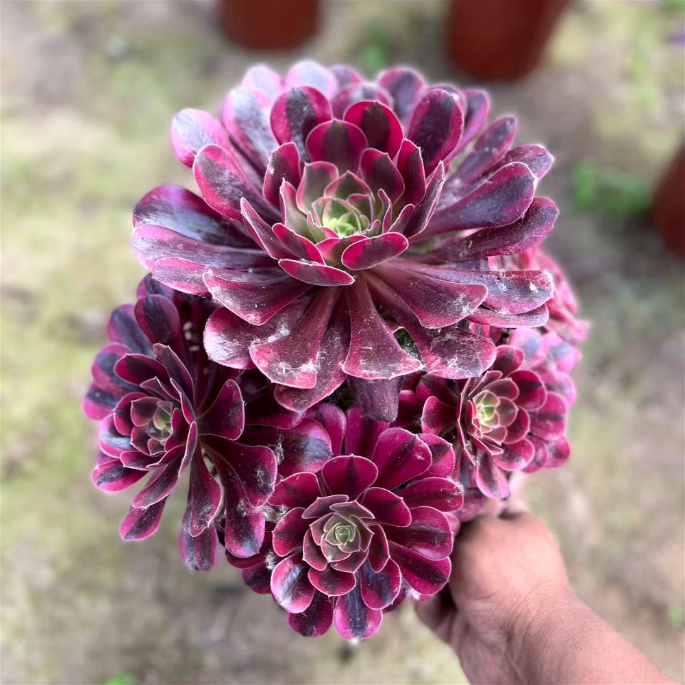 Aeonium 'Medusa' Variegated Extra-Large 8"–10" Diameter - Multi-Rosette Specimen Striking Collectible Succulent