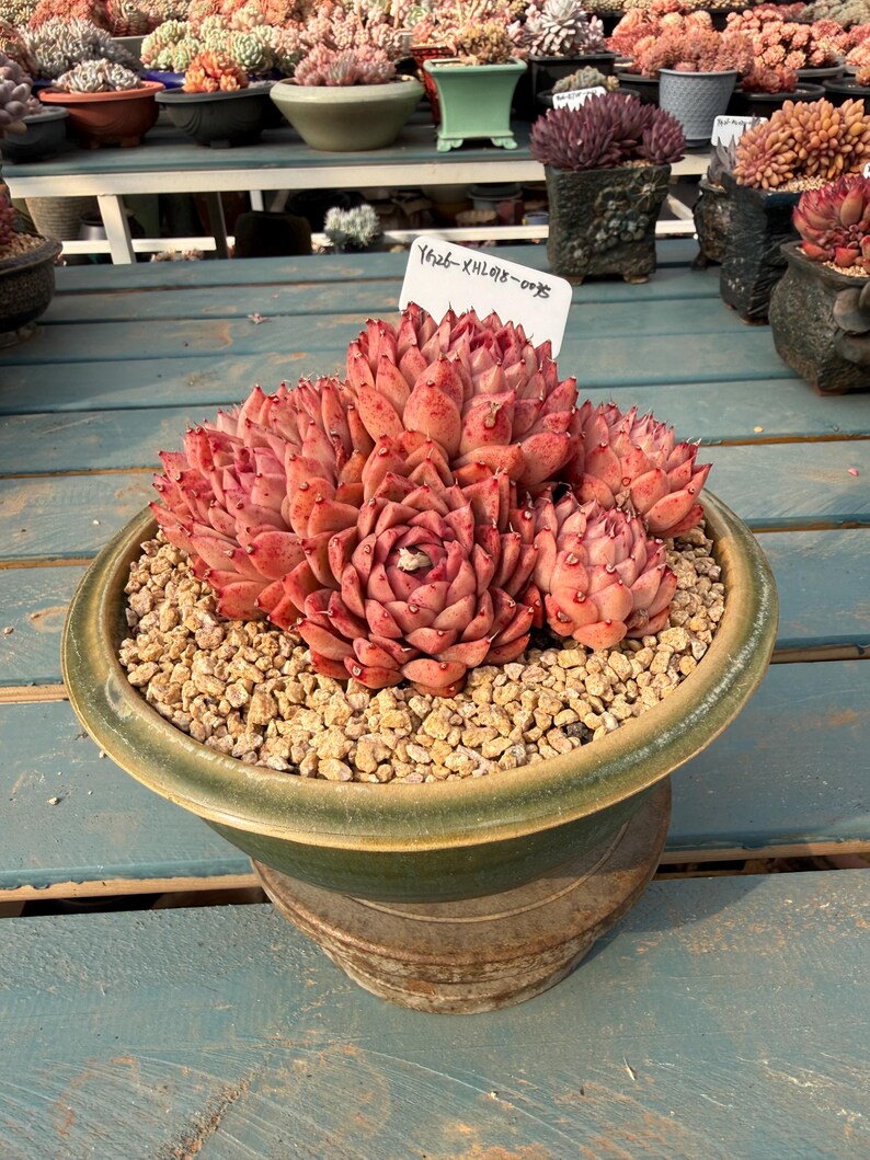 Plant ID: XHL078-0035 WYSIWYG Living Plant --❀ Echeveria 'Conch' 3.5-Year-Old Stage ❀–- Rare Multi-Head Clump-forming Succulent