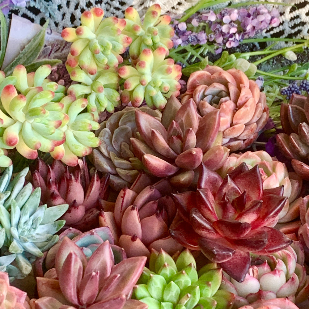 Large 6-pcs/12-pcs Premium Assorted Succulents - 2"-3" in Diameter Mix Plants Random Succulents