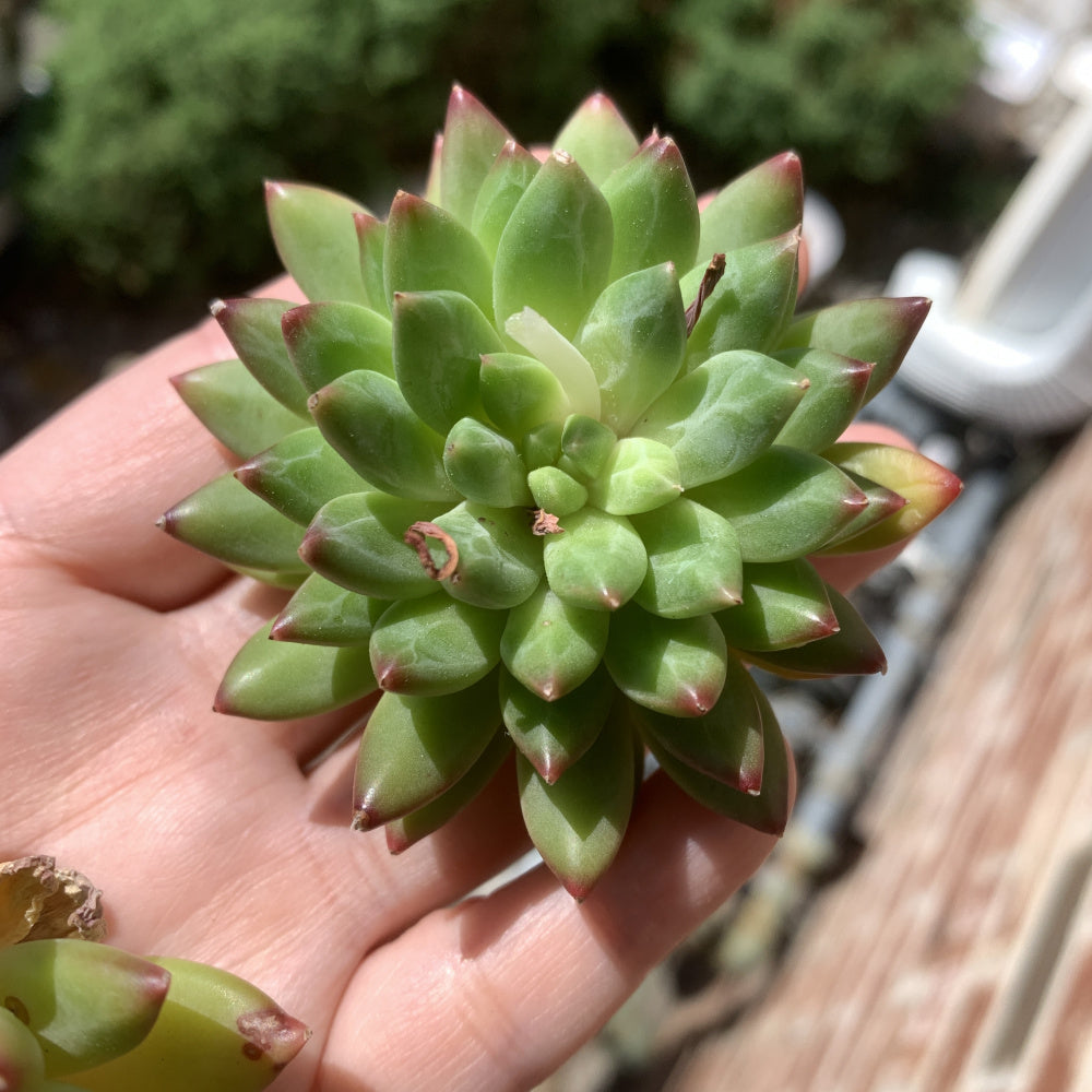 Father's Day Gift: Echeveria 'Oracrium' - Sought-after Rare Succulent - Prized For Its Needle-like Foliage