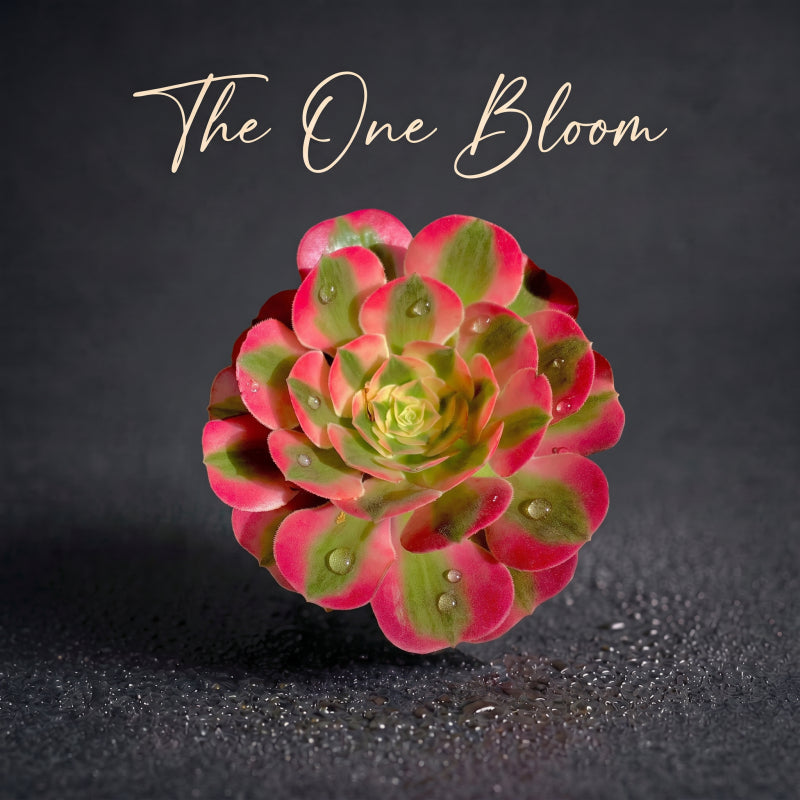 Aeonium 'Pink Witch' - Sought-after Colorful Addition to Collection