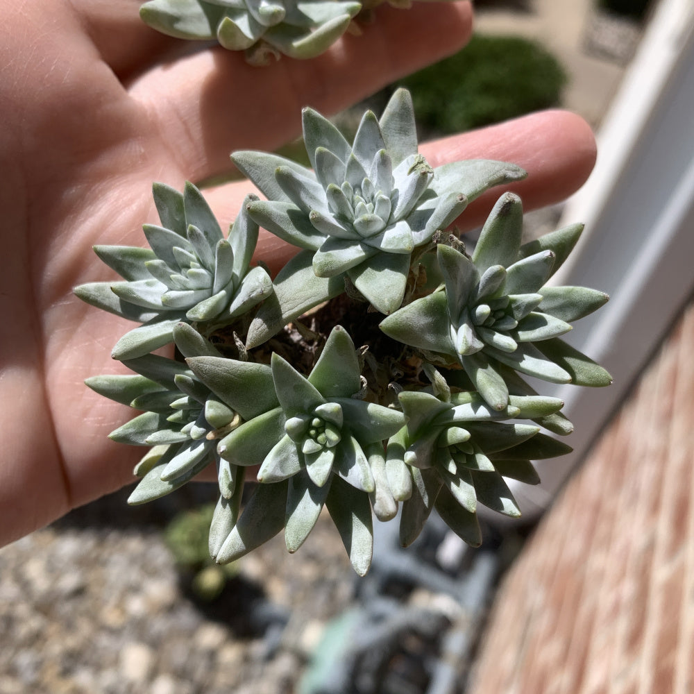 Dudleya gnoma S.W.McCabe - Single Diameter Approx. 2"-2.5"