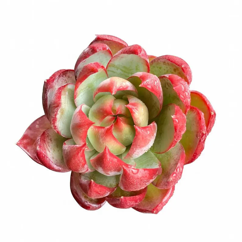 Echeveria Agavoides 'Casio' Variegated Succulent Live Plant Approx. 3"-3.5" in Diameter