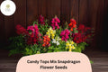 Candy Tops Mix Snapdragon Seeds - 1000+ Vibrant, Compact Antirrhinum majus for Gardens & Containers
