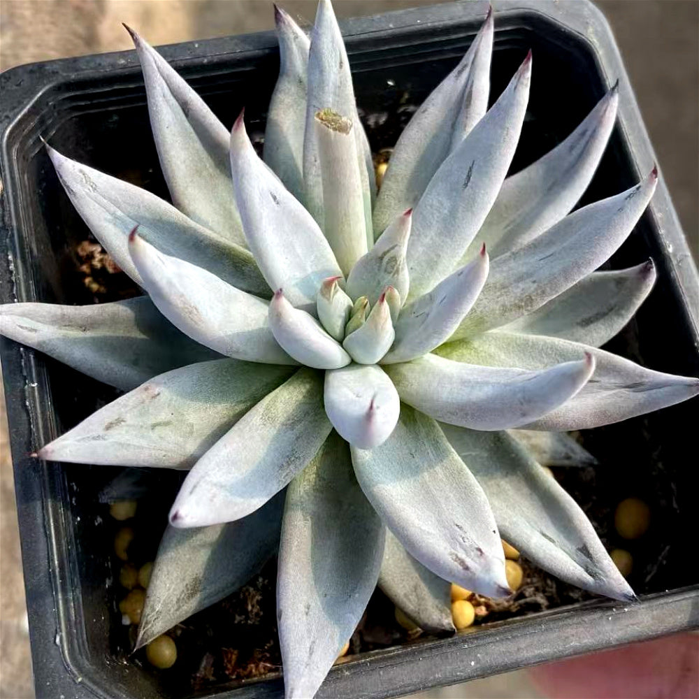 Echeveria Unguiculata - A Solitary Rosette Rare Succulent - Easy-care Plant Ideal For Windowsills and Desks