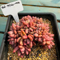 Exact Plant Shown ID: THY068-0028 – Echeveria Agavoides ‘Quartz’ - Rare Succulent WYSIWYG Collector Live Plant