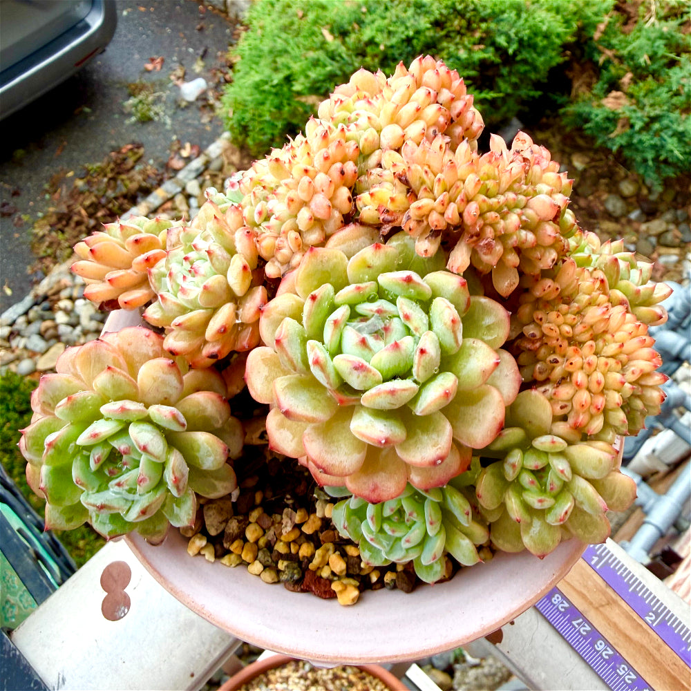 1 of 1 Echeveria 'Chubby Hani' Cristation 5"-5.5" Rare Collector Succulent - Exact Plant Shown One-of-a-Kind
