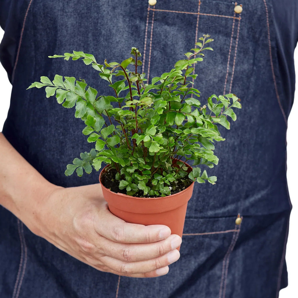 Didymochlaena Mahogany Fern