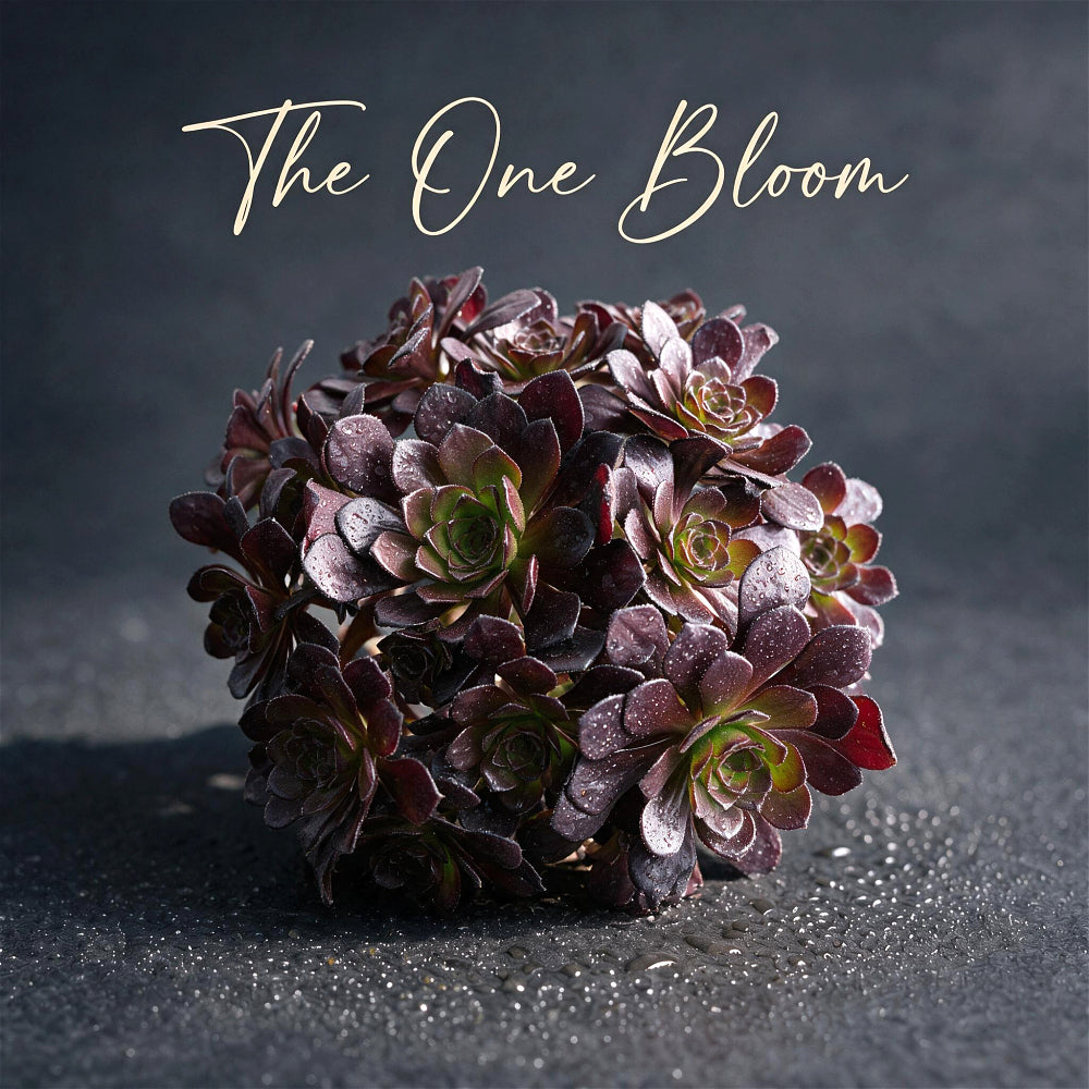Aeonium Arboreum 'Black Rose' ~4"-5" Multi-stemmed Clustered - Rare Succulent Live Plant - Dark Rosettes Mature Bouquet Structure