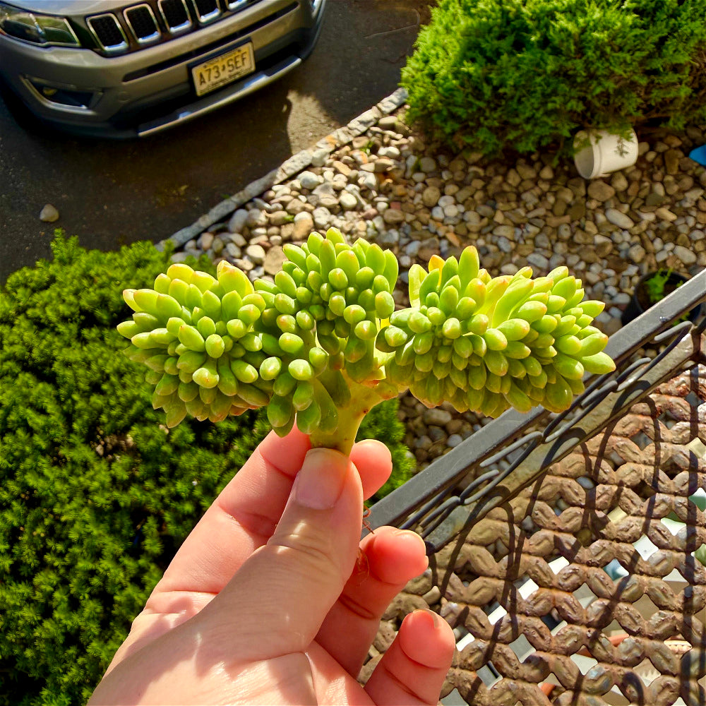 Sedum 'Alice Evans' Crested Crown Diameter 3"-3.5"
