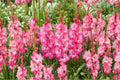 Gladiolus ‘Violet King’ Purple Sword Lily Bulbs | Tall Summer Blooming Perennial