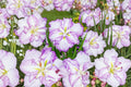 Iris ensata ‘Carrot Cake’ | Japanese Water Iris | Large White & Lavender-Blue Flowers | Moisture Loving Perennial