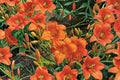 Hemerocallis ‘Mauna Loa’ | Apricot Orange Reblooming Daylily | Hardy Perennial Flower