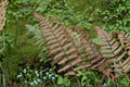 Dryopteris lepidopoda | Sunset Fern | Hardy Shade Fern | Copper Red Woodland Fern | Live 3.5" Pot