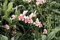 Gladiolus 'Prins Claus' Hardy Dwarf Gladiolus Bulbs | White & Pink Sword Lily for Containers & Borders