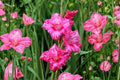 Gladiolus 'Bibi' Hardy Gladiolus Bulbs | Pink Sword Lily | Summer Blooming Perennial
