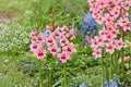 Gladiolus murielae ‘Summer Sunset’ Pink Acidanthera Bulbs | Fragrant Hardy Gladiolus | Orchid Flower Sword Lily