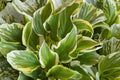 Hosta ‘So Sweet’ Bareroot | Fragrant Variegated Shade Perennial | White Flower Plantain Lily