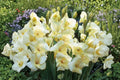 Gladiolus Glamini ‘Charlotte’ - Compact Pale Yellow Gladiolus Bulbs for Pollinator Gardens