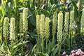Eucomis pole-evansii | Giant Pineapple Lily Bulb | Tall Summer Blooming Perennial