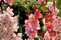 Gladiolus 'Frizzled Coral Lace' | Coral Pink Fringed Gladiolus Bulbs for Spring Planting