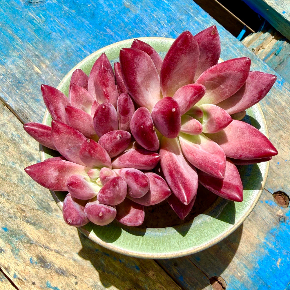 Echeveria 'Hephaestus' Double-Headed Live Plant 3"-3.5" Diameter