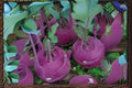 Purple Vienna Kohlrabi Seeds - 150 Heirloom Brassica oleracea for Gardens, Containers, Cool-Season Vegetables