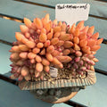Rare 2.5-year-old succulent | Echeveria 'Pink Cherry' Gen 2 | 4.7-inch Boutique succulent No. EDY088-0006