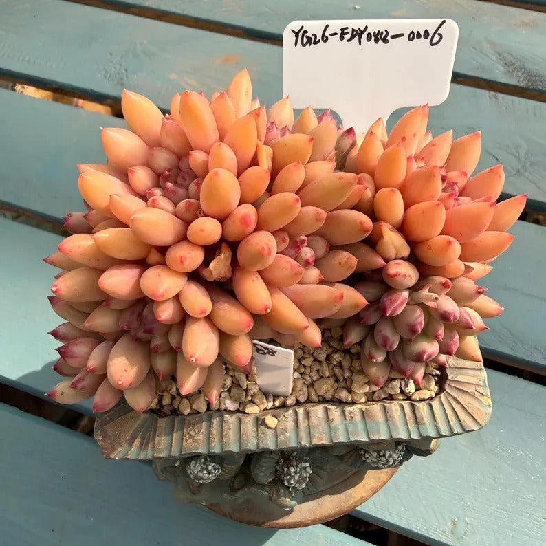 Rare 2.5-year-old succulent | Echeveria 'Pink Cherry' Gen 2 | 4.7-inch Boutique succulent No. EDY088-0006
