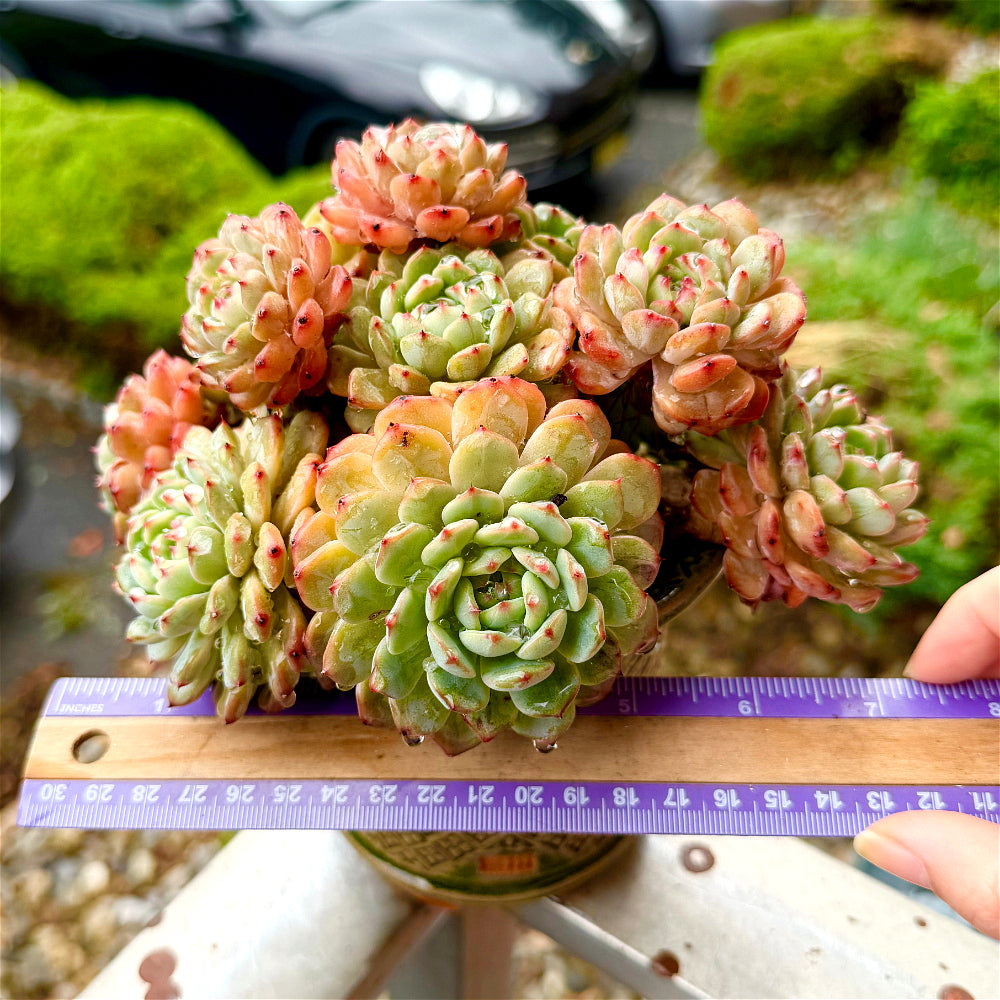 Echeveria 'Rosy Glow' - 6.5"-7" Collector Plant - Rare Live Succulent Only One Available - Exact Plant Shown WYSIWYG
