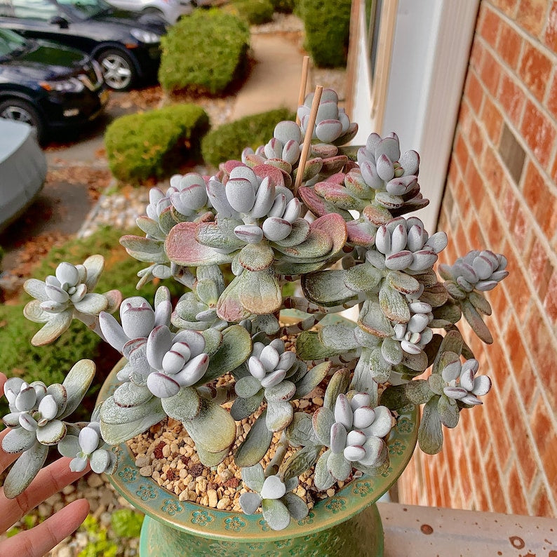 Boutique Big Rare Succulents/Cotyledon Orbiculata cv. Variegated/What You See is What You Get/Bare Root Without Soil Pot/Plants Gifts