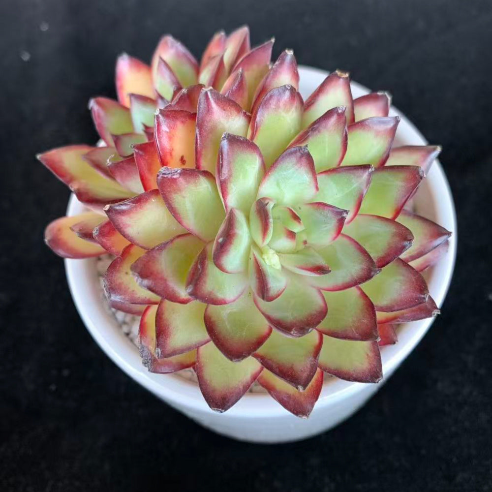 Echeveria 'Crimson Flame'