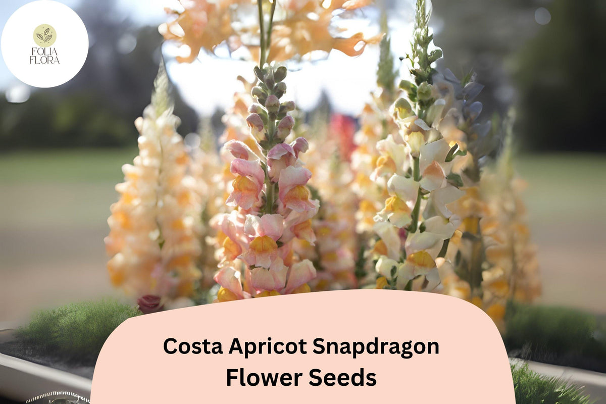 Costa Apricot Snapdragon Seeds - 1000+ Peachy-Orange Blooms for Garden & Cut Flowers