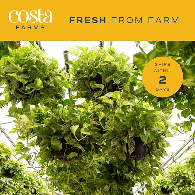 Costa Farms Live Pothos Plant (Pack of 4) - Easy Grow Vining Live Indoor Houseplant, Air Purifying Trailing Plant in Plant Pots, Housewarming Gift, Room, Home Decor, 10-12 Inches Tall