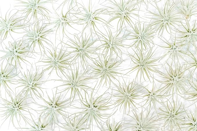 Air Plant Shop 25 Pack Rare Tectorum Ecuador Air Plants - Unique, Bright White, Nursery-Grown Tillandsia House Plant with Fuzzy Trichomes for Terrariums, Driftwood & Living Walls - Wholesale