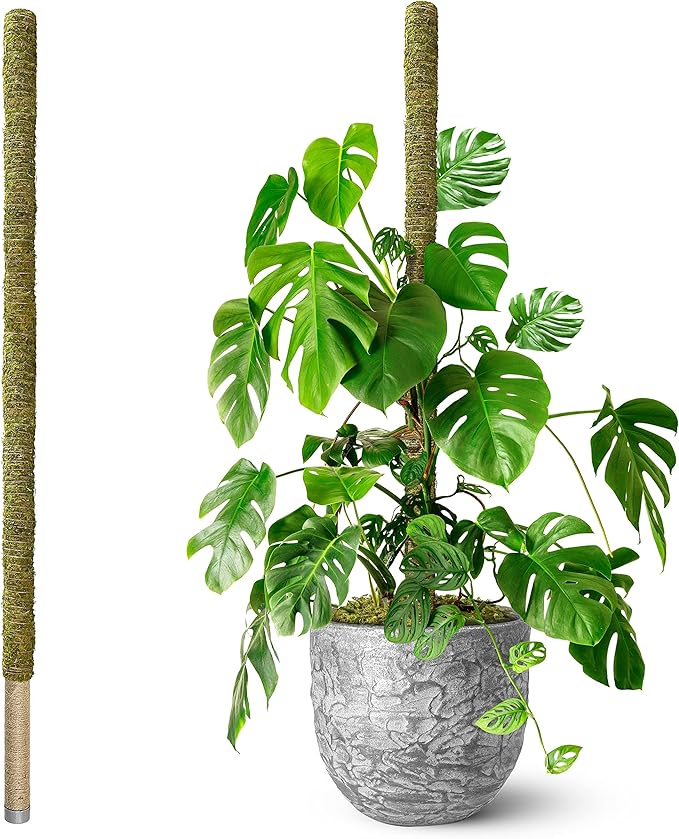 DUSPRO 80 Inches Large Moss Pole for Plants Monstera, Plant Stakes for Indoor Plants, Monstera Plant Support, Plant Support/Plant Pole for Big Climbing Plants Indoor (1pc., 80'')