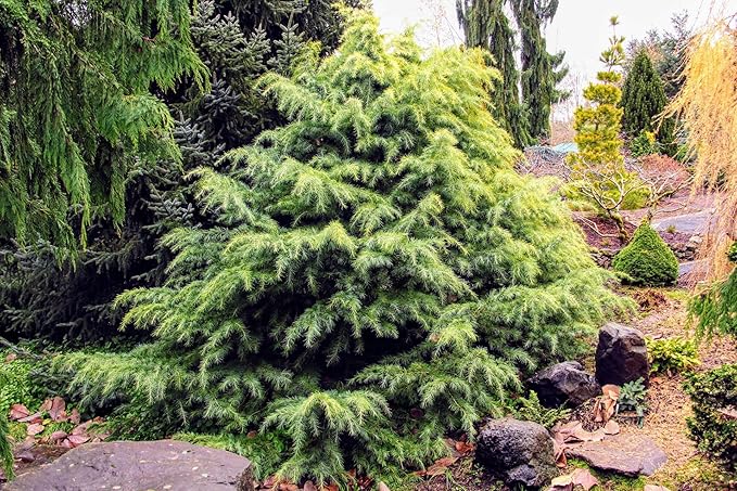 Premium Himalayan Cedar Potting Soil Mix - Perfect Balance of Nutrients, Drainage, and Aeration for Healthy Cedar Trees - 10 Quart