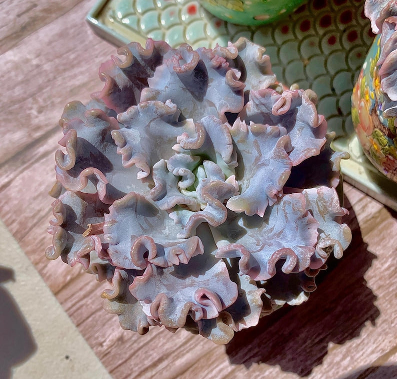Echeveria 'Crispate Beauty' Single-stemmed Living Plant Approx. 4 inches in Diameter