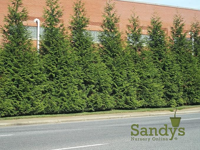 Thuja Green Giant Arborvitae Lot of 30 Each in a Protective Pouch 12-15 inches Tall