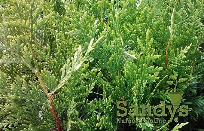 Thuja Green Giant Arborvitae Lot of 6, Quart Pot