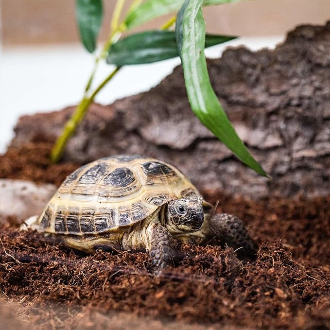 Terrarium Potting Soil Mix - Hand-Blended with Coco Coir, Charcoal, Pumice, and Vermiculite - 3 QUARTS
