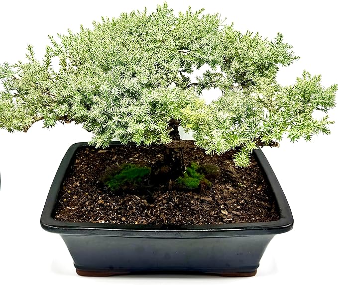 Live Dwarf Juniper Bonsai Tree 15+Years Old | Juniper or Jade Bonsai Tree | Indoor/Outdoor | 100% Handcrafted| Home and Office Décor | Best Gift for Holiday (style4)