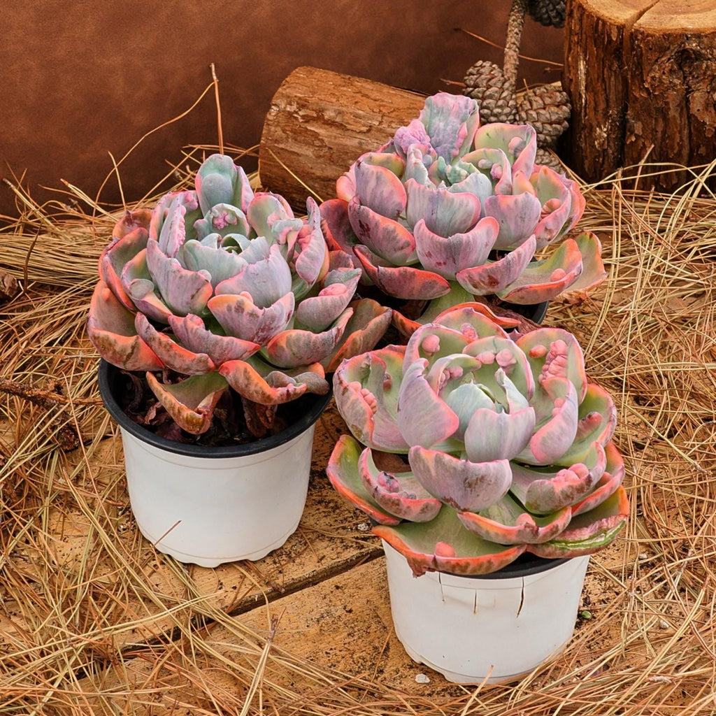 Echeveria 'Lunar Heart' Variegata