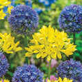 Swedish Flag Allium Duet
