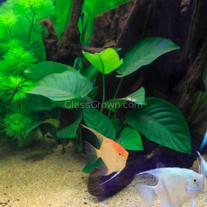 Assorted Anubias Plant Pack (3 or 5 Bare Root Plants)