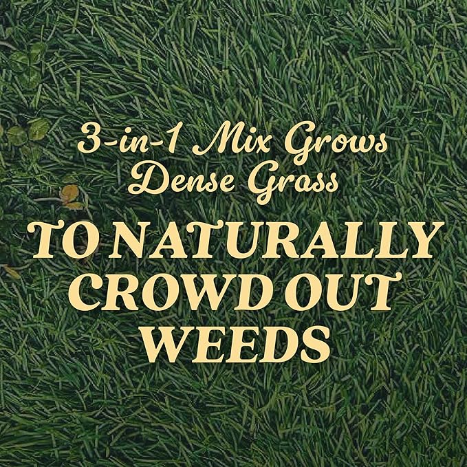 O.M. Scott and Sons Tall Fescue Blend Grass Seed, Fertilizer and Soil Improver, Naturally Crowds Out Weeds, Covers Up to 2,000 sq. ft., 8 lbs., 2-Pack